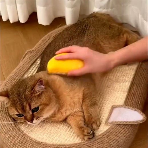Pet Brush 3 in 1 Steam Brush For Cat Massage Dog Brush Cat Brush Pet Grooming Comb Hair Removal | Lazada PH