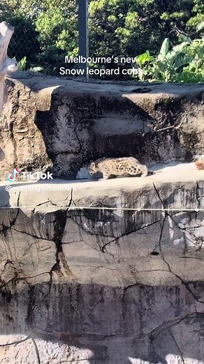 Adorable Snow Leopard Cubs at Melbourne Zoo