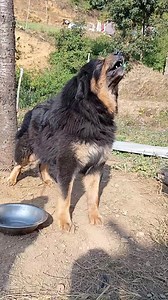 18K views · 680 reactions | Powerful tibetan mastiff | Himalayan Mastiff Nepal | Facebook