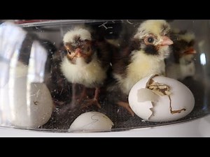 Cutest Chicks We've Ever Hatched In Our Incubator