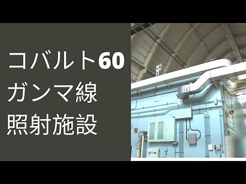 コバルト60 ガンマ線照射施設 私たちのくらしといのちに役立つ研究を支える量子ビーム