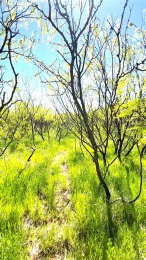 3K views · 24 reactions | Available this week: Southwest Oklahoma...