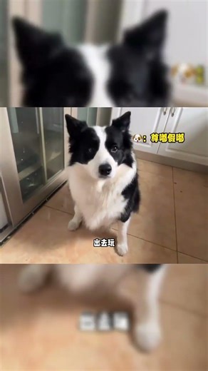 The Secret Life of Border Collies: Unleash the Joy & Confusion