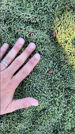 My fave ground cover 😍 #plants #succulents #ruschia