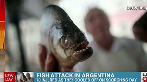 70 people injured in fish attack