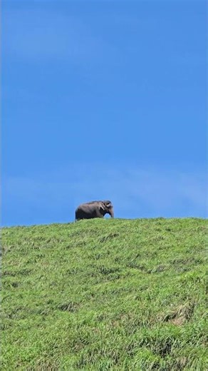 gavi 🐘🐘 #music #song #love #gavi #instagram