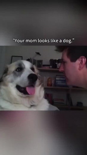 All kinds of dogs, one kind of happiness 🐶❤️ Every size, every breed, same adorable chaos! #Doglovers #Dogtok #puppylove #cutedogs #petsoftiktok