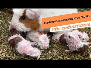Guinea pig breeding 🐹 (pregnancy, birth, and lactation)