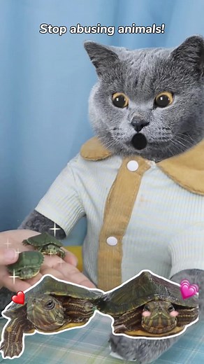 Funny Cat Saves Turtle from Harm - Viral TikTok Video