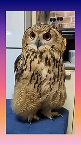 Owl Videos Owl photography owl pictures Owl photo Owls photography Birds Videos #owl #owls #birds #birdsvideo #owlphotography #owlvideos #OwlVideo #littleowls #nature owl owls owl video cute owl funny owl owl sounds owl call owl hooting baby owl pet owl owls of Instagram wildlife owl nocturnal animals bird of prey owl lover owl photography owl facts bird watching owl life amazing owls owl reels owl TikTok viral owl funny animal videos owl memes birds of the night owl sanctuary owl nature smart o