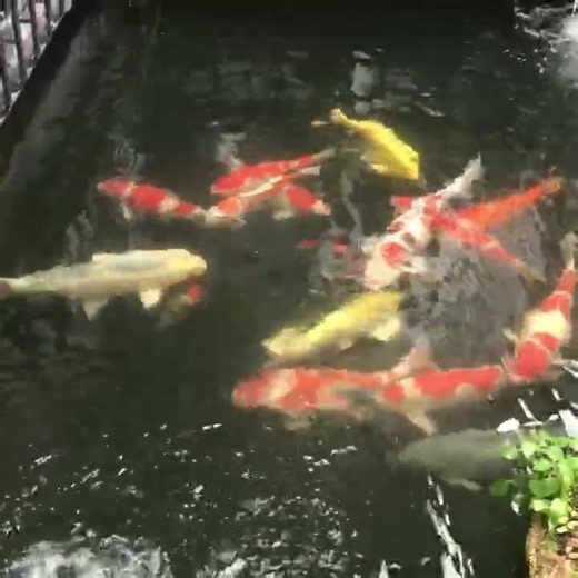 錦鯉 #錦鯉飼育 #庭池