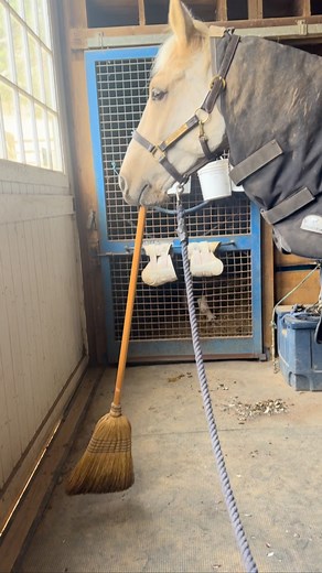 Best barn help ever!!! MacGyver WF is applying for a new position!! #sweeping #barnhelp #watermarkfarm #farmlifebestlife #horsesofinstagram #warmbloodsofinstagram #westfalenpferde #westfalen #usbred #younghorse #bornintheusa🇺🇸 #macgyverwf #gusgus | Ellie Rawle