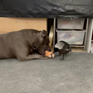 Peggyandmolly on Instagram: "Peggy . Peggy . Peggy let me play with the mini sloth teddy . Molly you have 3 other ones including a mermaid sloth teddy but you want this one . I’ll go and get one of those others to play with . Oh Peggy but I want to play sloth teddies with you ❤️🤍🐶🕊 . . . . . #fun #friends #❤️❤️❤️ #bestfriends #cutenessoverload #love #staffygram #staffylovers #staffydaily #magpie #magpies #unlikelyanimalfriends #bff #cutenessoverload #unconditionallove #interspecieslove #mutua