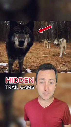 Photos from hidden trail cameras… 😂 #funny #comedy #trailcam #nature