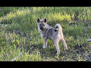 Murdock Full Blood Elkhound and Teeko Norrland Norwegian Elkhound