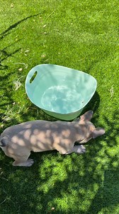 Splish splash, I was takin' a... look? 🌊 #FrenchieLife #DogLovers #FrenchBulldog #PuppyCuriosity #DogLife #WaterBaby #SquishyFaceCrew | Lost in USA