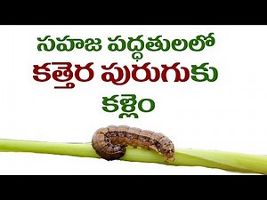 How to control Fall Armyworm naturally?