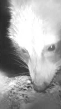 食事中に敵⁉ #raccoon #wildlife #イノシシ #pigfeed #アライグマ #animals