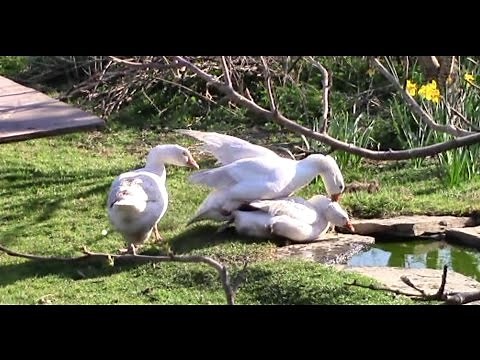 Geese Breeding. (And Eggs..!)