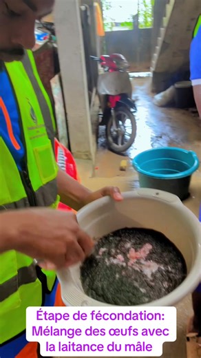 La fécondation: mélange des œufs avec la laitance du mâle 🤌. #minepia #silure #FNE #entrepreneur