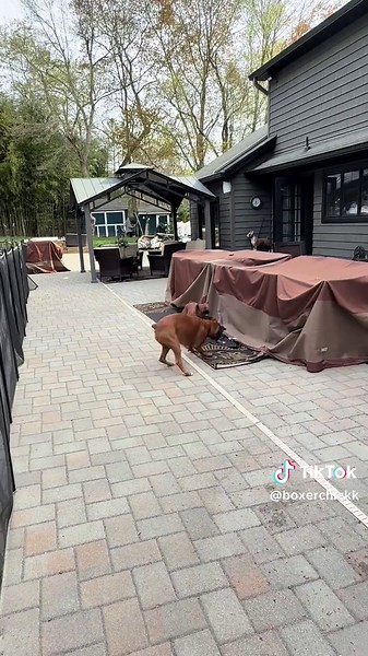 Playing tag the boxer way #zeustheboxerdog #lunatheboxerdog #boxersrule #boxerlife #boxerlove #boxerdogs #boxers #boxerdogsoftiktok
