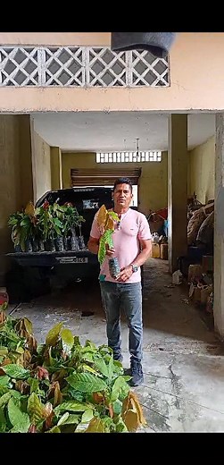 plantas de venta al por mayor y menor hagan sus pedidos número de teléfono 09 59 79 4566 cacao injerto ccn 51 y ramilla | Técnico Práctico de cacao ccn51 ..Fabián García