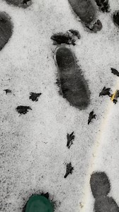 114K views · 348 reactions | Do you know what these animal footprints are in the snow? 樂 | Stephanie Aird’s LOLS | Facebook