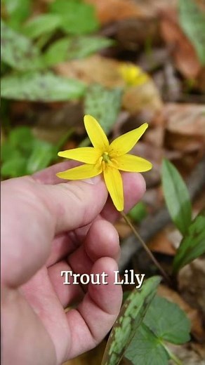 Carpeting Your Garden with Trout Lily! - A Beautiful Spring Ephemeral with Elegant Blooms