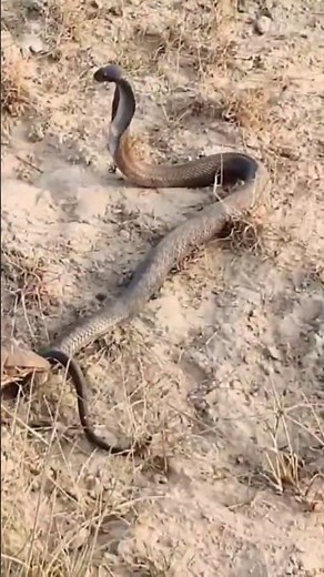 Komodo vs Cobra: Clash of Predators 🦎🌡️🐍 #komodo