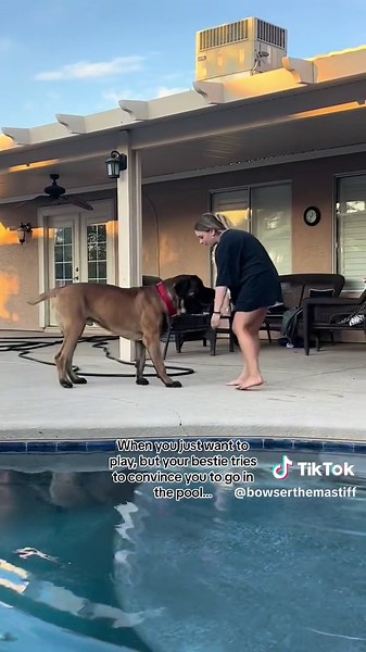 Bowser the Mastiff Pool Playtime