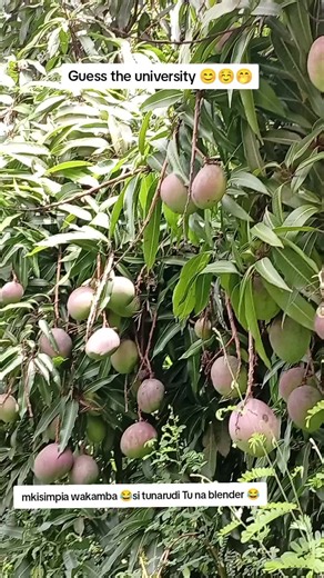 Discover the Fun at Muranga University of Technology