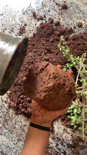 Why Jade Plant Repotting Is Important🌿✨ | Boost Growth & Prevent Root Rot#plantlover #viral #trend