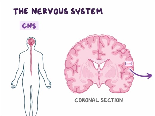 【osmosis】神经系统简介（中枢和外周）｜Introduction to the central and peripheral nervous system