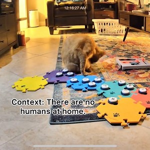 This interaction from @chatwithchamp is fascinating to watch because Champion is using his buttons to communicate with a non-human member of his household! If you have buttons & cameras at home, have you ever seen your learner using their soundboard when you were away? | FluentPet