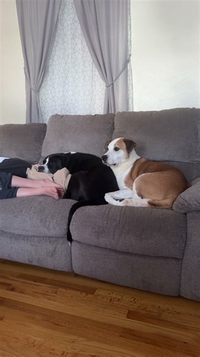 Buddy and Kermit hanging with there girlie