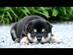 柴犬子犬黒柴雌817.7.12.8.5 柴犬.net