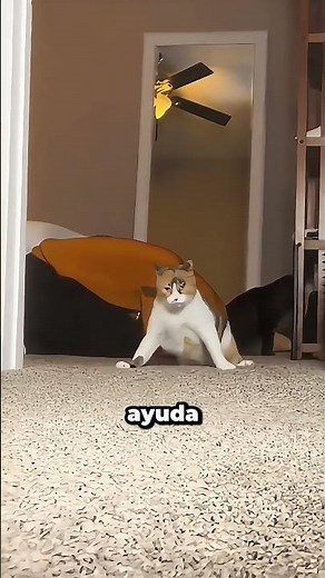 Un gato tambaleante demuestra una lealtad increíble #shorts #catsoftiktok