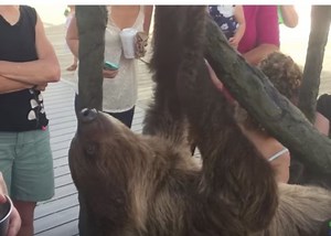 Meet Newest Addition At Jenkinson's Aquarium