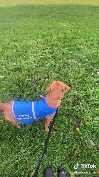 Effective Dog Distraction Training Methods