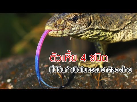 ตัวเหี้ย 4 ชนิด ที่มีถิ่นกำเนิดในธรรมชาติประเทศไทย (Varanus)
