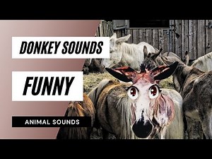 donkey sounds funny - donkey sounds, donkey ringtone, donkey bray sound effects funny donkey sounds