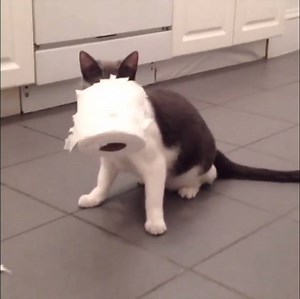 She loves toilet paper :) (courtesy: @thekittythecat) | Love Meow