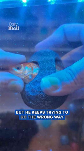 Mom rushes to save daughter’s struggling goldfish