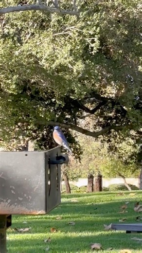 Western bluebird 💙 #birds #birdcam #bluebird #birdlife #nature #shorts #bird #birdslovers