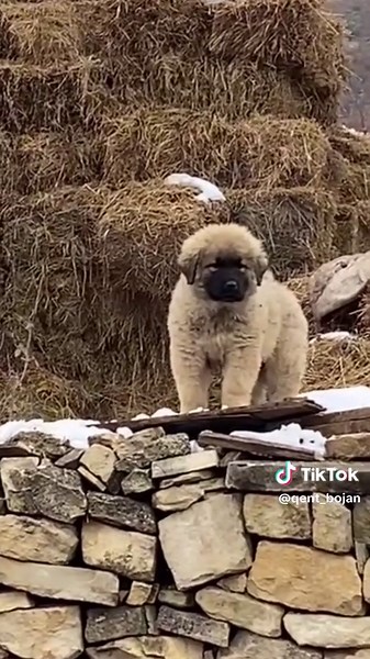 Video di Ferma e Muzaferit Bojanë (@qent_bojan) con original sound - Ferma e Muzaferit Bojanë
