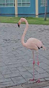 🦩🌴 Flamingo Elegance Up Close | Caribbean Wildlife #birdingparadise #vibrantbirds #birds