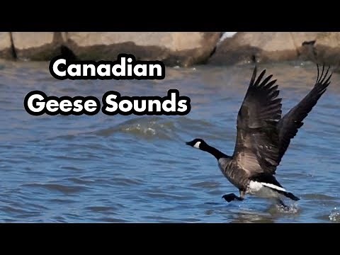 Canadian Geese Honking and Swimming - Geese Sounds - Bird Calls