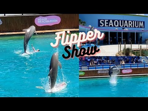 Miami Seaquarium Dolphin Show (Full Show) | Miami Seaquarium Flipper Show | High Flying Dolphins