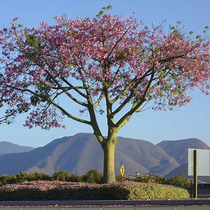 Pink Silk Floss Tree