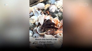 Revealing Video Captures Rare Moment Hermit Crab Changes Shells and Unveils Its Hidden Lower Body